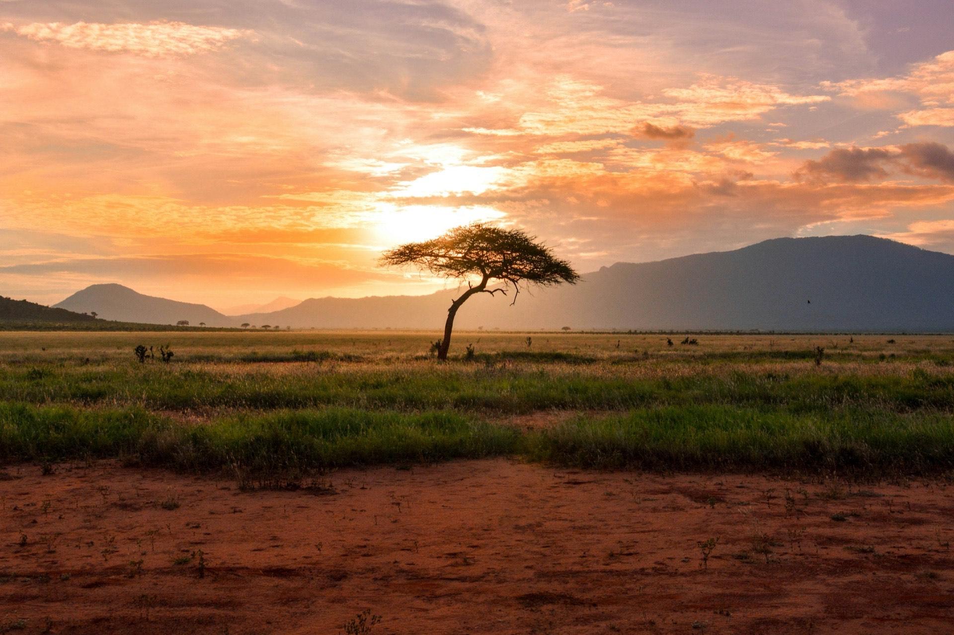 African savanna at sunset